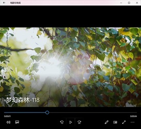 树叶阳光