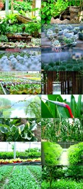 花卉种植 花园 多肉种植 植物