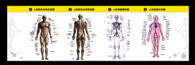 人体肌肉分布图