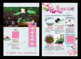 碗莲种植说明海报多肉种植