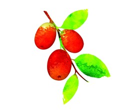 手绘栆