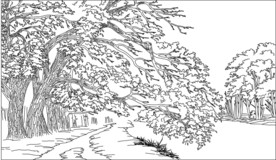 发财树 招财森林 风景 树