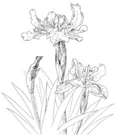 钢笔手绘鸢尾花