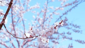 4k唯美桃花