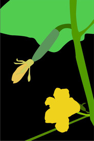 花