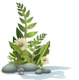 植物石头矢量插画