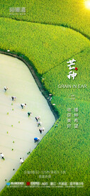 芒种 廿四节气 单图