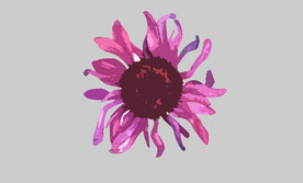 紫色菊花