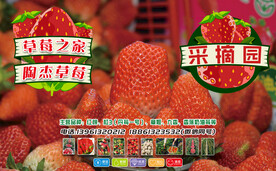 草莓采摘园