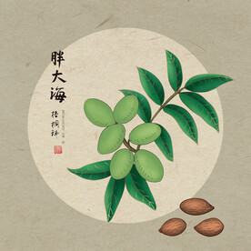 手绘胖大海
