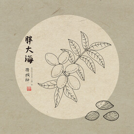 手绘胖大海
