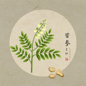 苦参