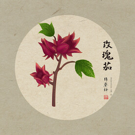 玫瑰茄