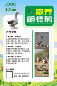 生态农场散养朗德鹅海报展板