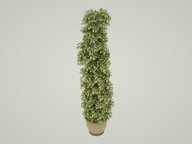 植物盆栽