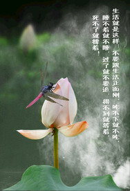 莲花