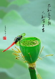 莲花