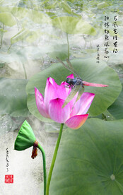 荷花