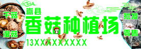 香菇种植