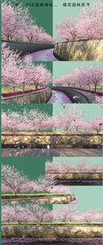 樱花公园风景