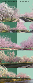 樱花街景 