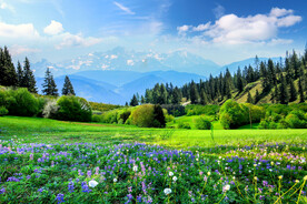 青山下的鲜花草地
