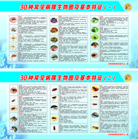 常见病媒生物及基本特征