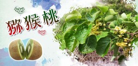 猕猴桃