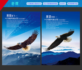 老鹰