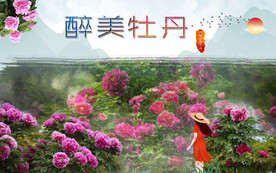 牡丹 