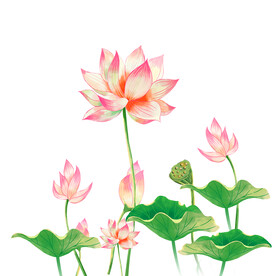 荷花插画