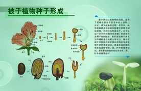 被子植物种子形成