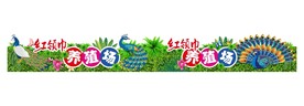 孔雀养殖 校园养殖