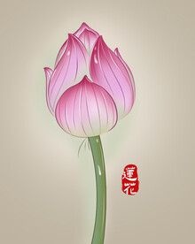 荷花插画