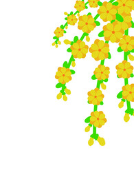 迎春花