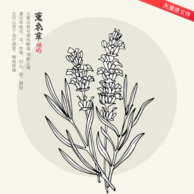 薰衣草