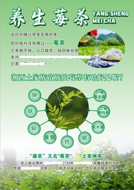 莓茶宣传单