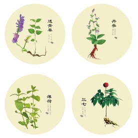 透骨草丹参薄荷三七中药矢量图
