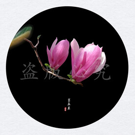 玉兰花