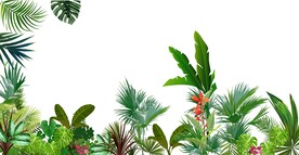 植物