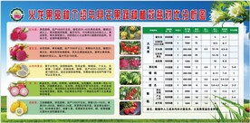 火龙果