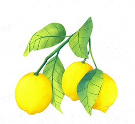 柠檬插画