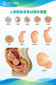 胎儿 胚胎生长发育过程