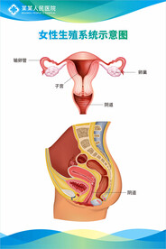 女性生殖系统