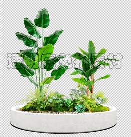 植物造景