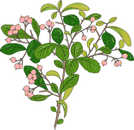 花草 矢量图