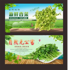香菜