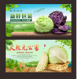 包菜