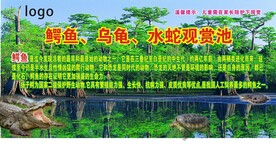  扬子鳄