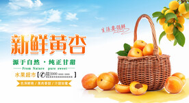 黄杏海报